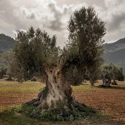 Mallorca Olivenbaum DSC_8048